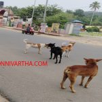 കലഞ്ഞൂരില്‍ കടിയോട് കടി : തെരുവ്നായ്ക്കള്‍ വീട്ടില്‍ കയറിയും കടിക്കും