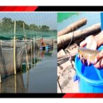 വരാല്‍ കൊണ്ടുവന്ന വരുമാനം:കര്‍ഷകര്‍ക്ക് പുതുജീവിതം