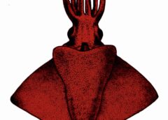 New deep-sea ‘Octopus Squid’ discovered in Arabian Sea