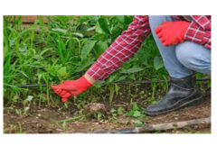 കാലാവസ്ഥാ മാറ്റത്താൽ കളകളുടെ വ്യാപനം