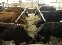 അയ്യപ്പനുവേണ്ടി പാല്‍ ചുരത്തി ഗോശാലയിലെ പൈക്കള്‍