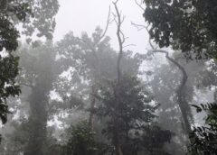 ഡിറ്റ് വാചുഴലിക്കാറ്റ് : താപനില കുറഞ്ഞു :തണുപ്പിന് കാഠിന്യമേറി